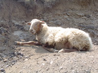 Los Picos de Europa, Espagne - Ludovic Martin - 28/07/2004