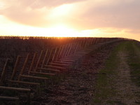 Haut-Brion, Pessac (33) - Ludovic Martin - 10/01/2007