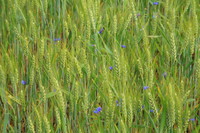 L'Isles d'Espagnac (16) - Ludovic Martin - 07/06/2009